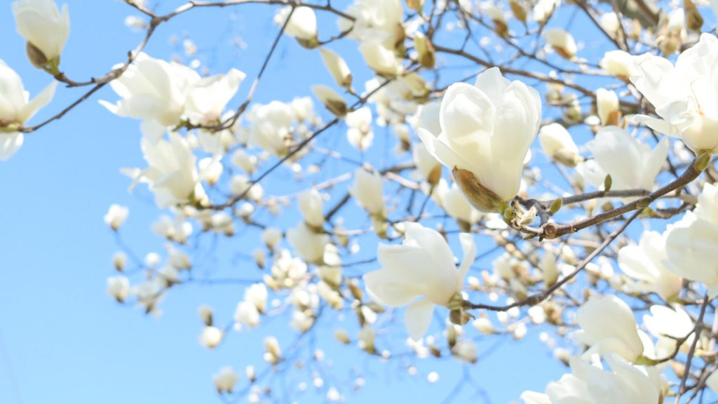 花信風