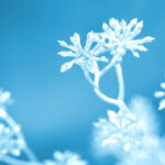 雪・月・花